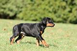 DOBERMANN 347